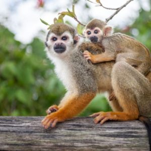 Monkeyland & Plantation Safari from Punta Cana